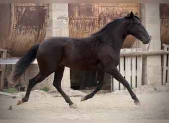 Andalusier, Wallach, 3 Jahre, 158 cm, Rappe