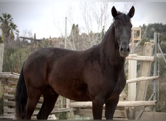 Andalusier, Wallach, 3 Jahre, 158 cm, Rappe