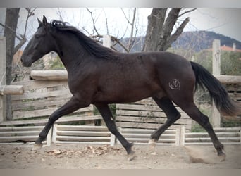 Andalusier, Wallach, 3 Jahre, 158 cm, Rappe