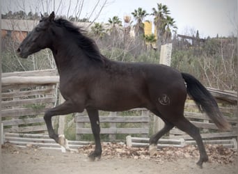 Andalusier, Wallach, 3 Jahre, 158 cm, Rappe