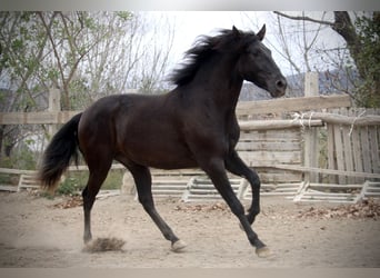 Andalusier, Wallach, 3 Jahre, 158 cm, Rappe