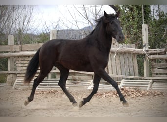 Andalusier, Wallach, 3 Jahre, 158 cm, Rappe