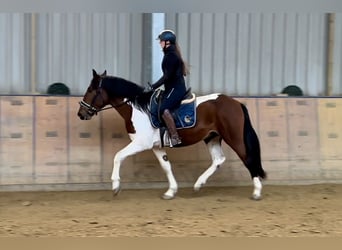 Andalusier, Wallach, 3 Jahre, 158 cm, Schecke