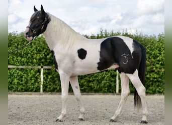 Andalusier, Wallach, 3 Jahre, 158 cm, Schecke