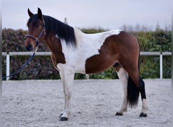 Andalusier, Wallach, 3 Jahre, 158 cm, Schecke