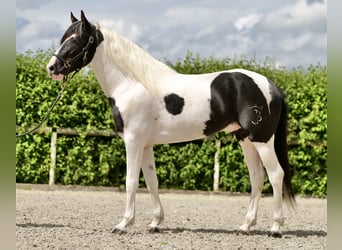 Andalusier, Wallach, 3 Jahre, 158 cm, Schecke