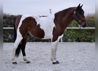 Andalusier, Wallach, 3 Jahre, 158 cm, Schecke