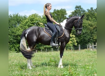 Andalusier, Wallach, 3 Jahre, 158 cm, Tobiano-alle-Farben