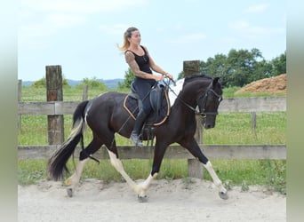 Andalusier, Wallach, 3 Jahre, 158 cm, Tobiano-alle-Farben