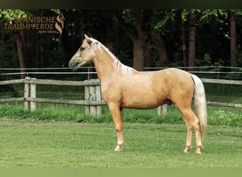 Andalusier Mix, Wallach, 3 Jahre, 159 cm, Palomino