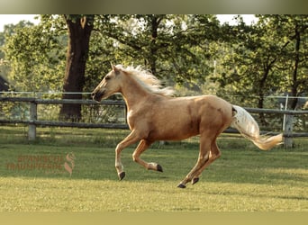 Andalusier Mix, Wallach, 3 Jahre, 159 cm, Palomino