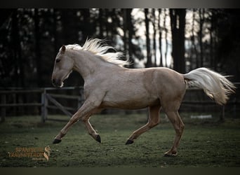 Andalusier Mix, Wallach, 3 Jahre, 159 cm, Palomino