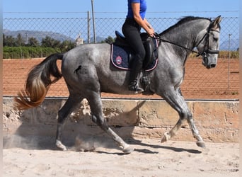 Andalusier, Wallach, 3 Jahre, 159 cm, Schimmel