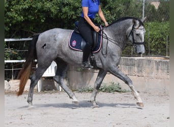 Andalusier, Wallach, 3 Jahre, 159 cm, Schimmel