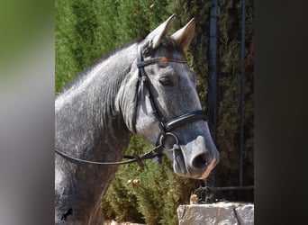Andalusier, Wallach, 3 Jahre, 159 cm, Schimmel