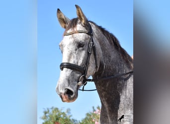 Andalusier, Wallach, 3 Jahre, 159 cm, Schimmel