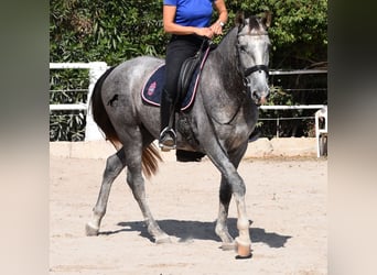 Andalusier, Wallach, 3 Jahre, 159 cm, Schimmel
