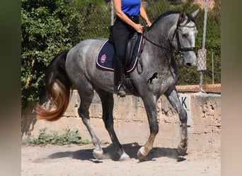 Andalusier, Wallach, 3 Jahre, 159 cm, Schimmel