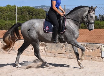 Andalusier, Wallach, 3 Jahre, 159 cm, Schimmel