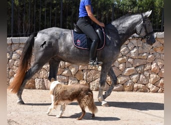 Andalusier, Wallach, 3 Jahre, 159 cm, Schimmel