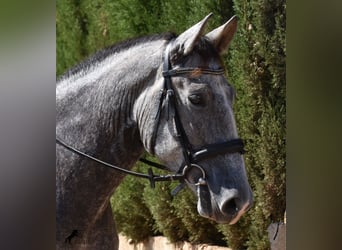 Andalusier, Wallach, 3 Jahre, 159 cm, Schimmel