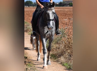 Andalusier, Wallach, 3 Jahre, 159 cm, Schimmel