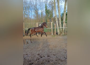 Andalusier Mix, Wallach, 3 Jahre, 160 cm, Brauner