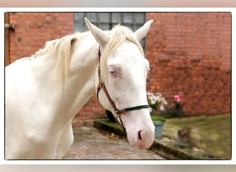 Andalusier, Wallach, 3 Jahre, 160 cm, Cremello