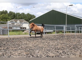 Andalusier Mix, Wallach, 3 Jahre, 160 cm, Falbe
