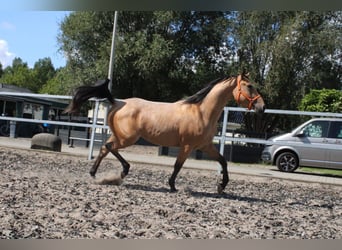 Andalusier Mix, Wallach, 3 Jahre, 160 cm, Falbe