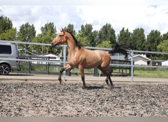 Andalusier Mix, Wallach, 3 Jahre, 160 cm, Falbe