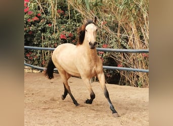 Andalusier, Wallach, 3 Jahre, 160 cm, Falbe