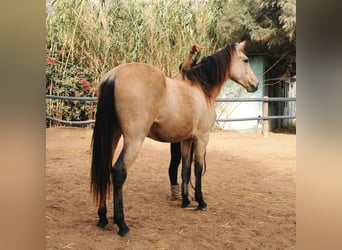 Andalusier, Wallach, 3 Jahre, 160 cm, Falbe