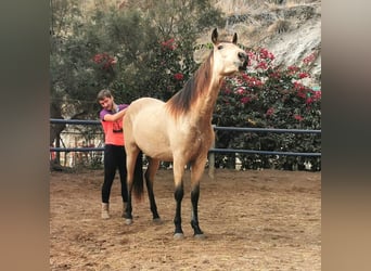 Andalusier, Wallach, 3 Jahre, 160 cm, Falbe