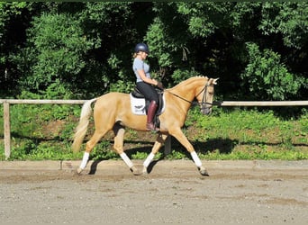 Andalusier, Wallach, 3 Jahre, 160 cm, Palomino
