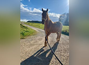 Andalusier, Wallach, 3 Jahre, 160 cm, Palomino