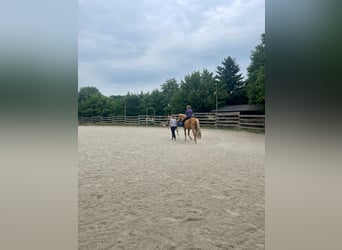 Andalusier, Wallach, 3 Jahre, 160 cm, Palomino
