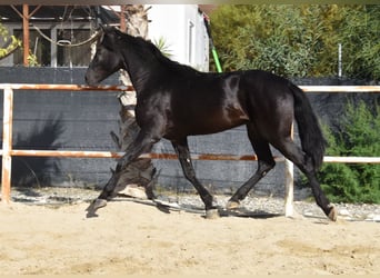 Andalusier, Wallach, 3 Jahre, 160 cm, Rappe