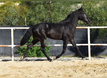 Andalusier, Wallach, 3 Jahre, 160 cm, Rappe