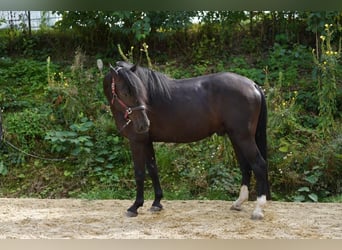 Andalusier, Wallach, 3 Jahre, 160 cm, Rappe