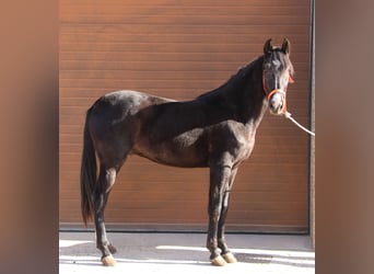 Andalusier, Wallach, 3 Jahre, 160 cm, Rappe