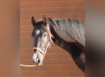 Andalusier, Wallach, 3 Jahre, 160 cm, Rappe