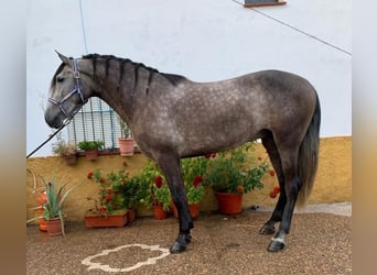 Andalusier, Wallach, 3 Jahre, 160 cm, Schimmel