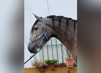 Andalusier, Wallach, 3 Jahre, 160 cm, Schimmel