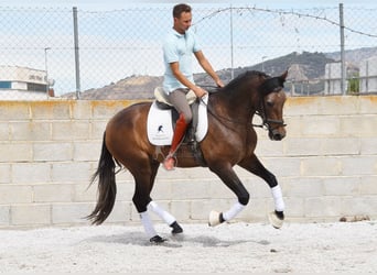 Andalusier, Wallach, 3 Jahre, 160 cm, Schimmel