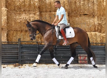 Andalusier, Wallach, 3 Jahre, 160 cm, Schimmel