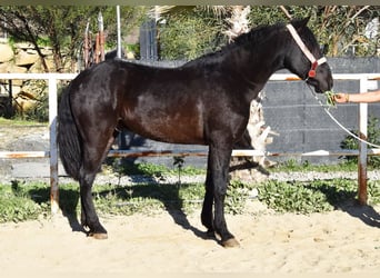 Andalusier, Wallach, 3 Jahre, 161 cm, Rappe