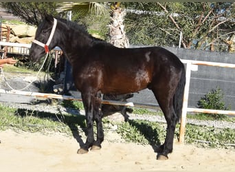 Andalusier, Wallach, 3 Jahre, 161 cm, Rappe