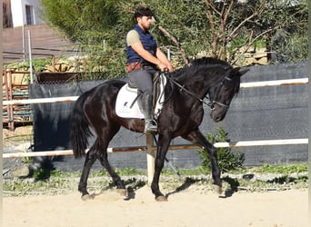 Andalusier, Wallach, 3 Jahre, 161 cm, Rappe