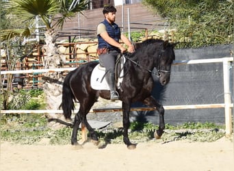 Andalusier, Wallach, 3 Jahre, 161 cm, Rappe